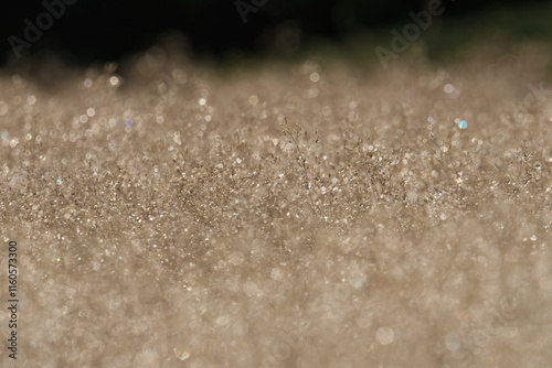 Morning Dew Shimmering on a Summer Meadow; Toyama, Japan