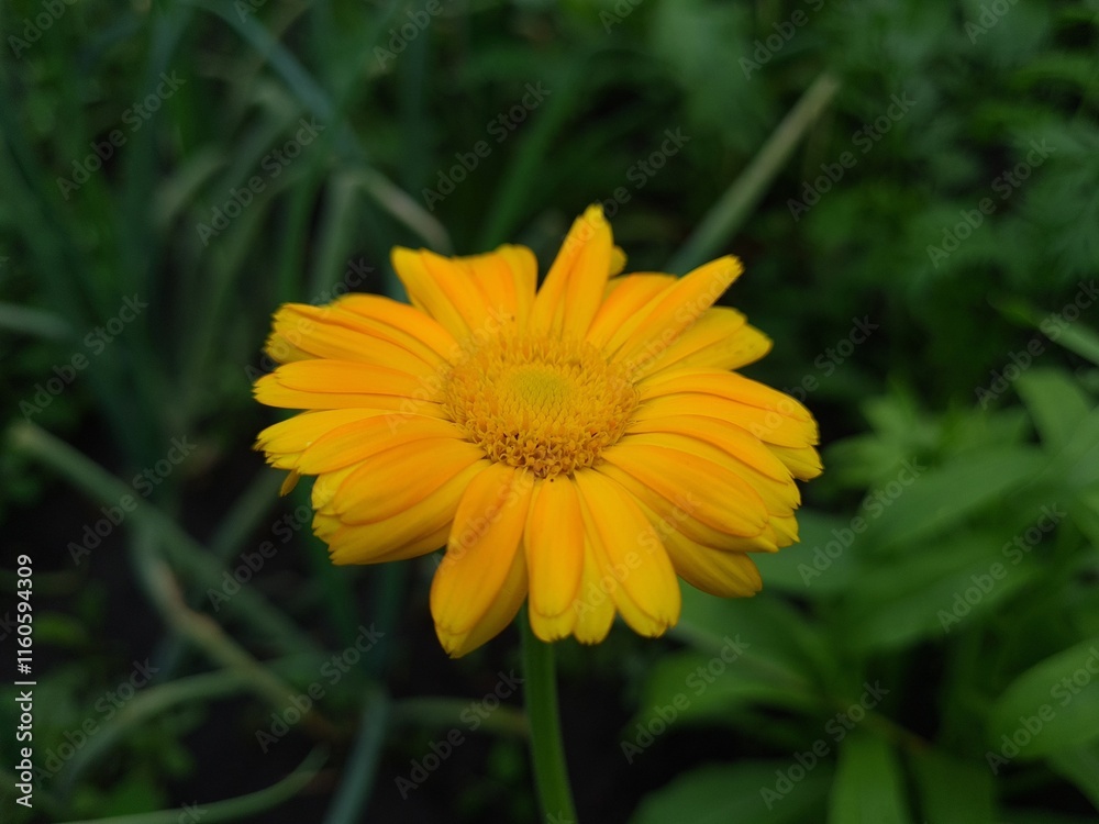 Radiant Calendula Flowers in Bloom Radiant Calendula Flowers in Bloom