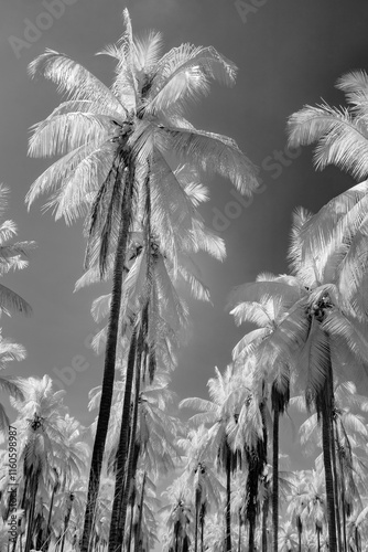 Infrared photography, black and white view of a dense grove of coconut trees