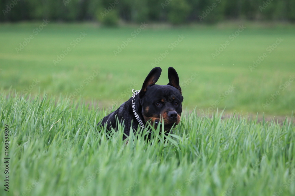 Rottweiler springt durch ein Feld Rottweiler springt durch ein Feld