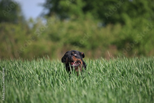 Rottweiler springt durch ein Feld mit verrücktem Blick photo