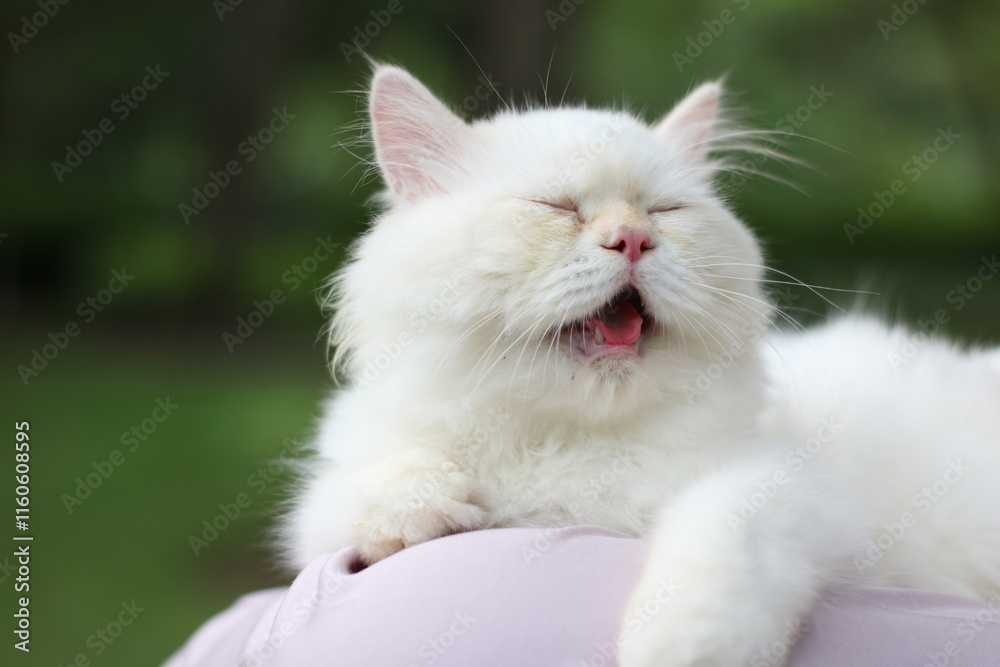 a blue-eyed white angora cat smiling in the garden a blue-eyed white angora cat smiling in the garden