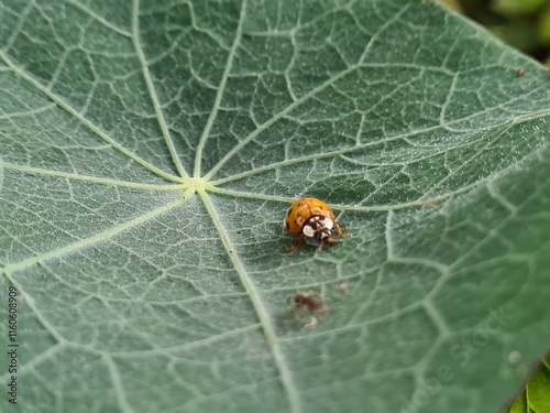 Ladybug Crawling on Vibrant Green Leaf
 photo