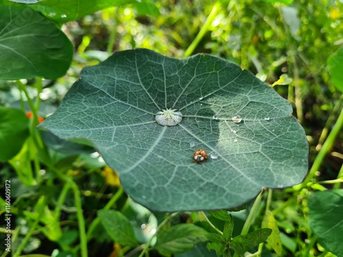 Ladybug Crawling on Vibrant Green Leaf
 photo