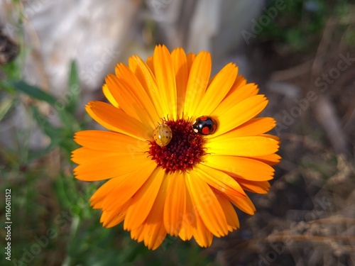 Ladybug on Vibrant Calendula Flower Petals photo