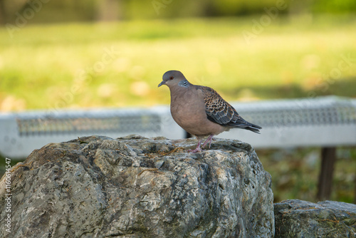 Wood Pigeon Taking a Rest on a Rock; Toyama, Japan