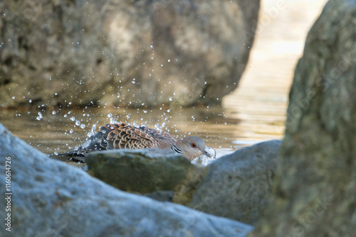 Wood Pigeon Bathing in Water; Toyama, Japan	