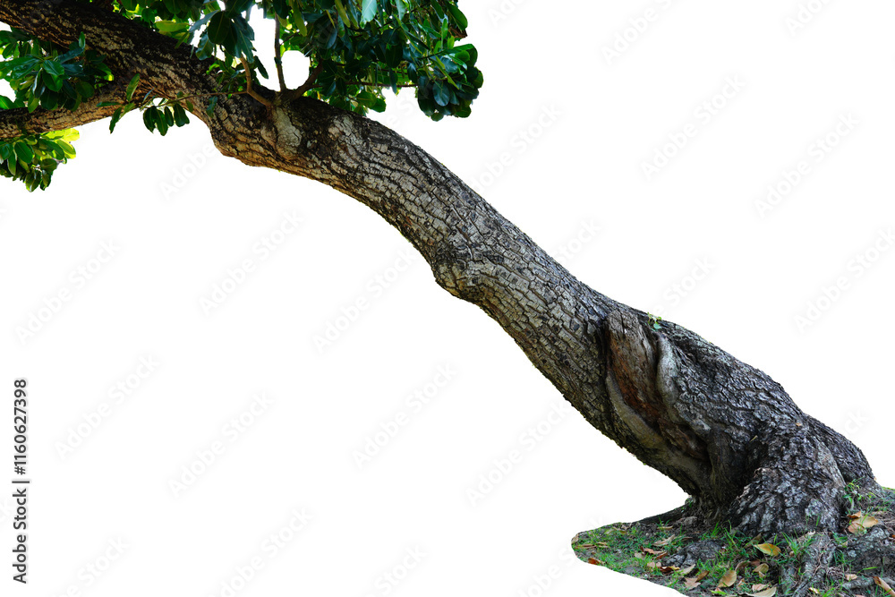 Fototapeta premium Big leaning tree, die cut white background