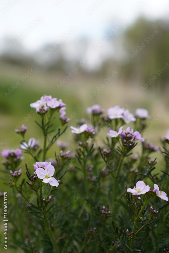 flowers in the meadow flowers in the meadow