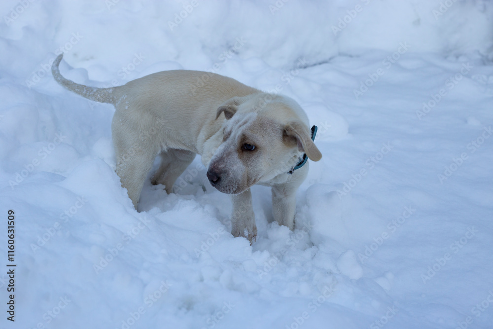 Short haired puppy dog shivering in thick snow, cold weather concept Short haired puppy dog shivering in thick snow, cold weather concept