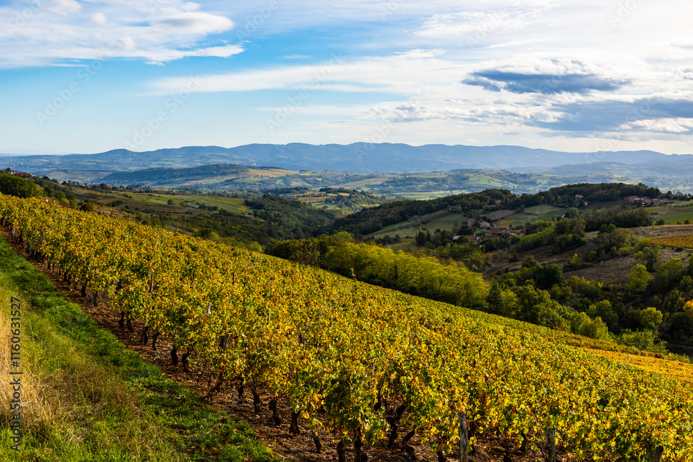 Naklejka premium Panorama of the Beaujolais vineyards from the surroundings of Oingt, near Lyon