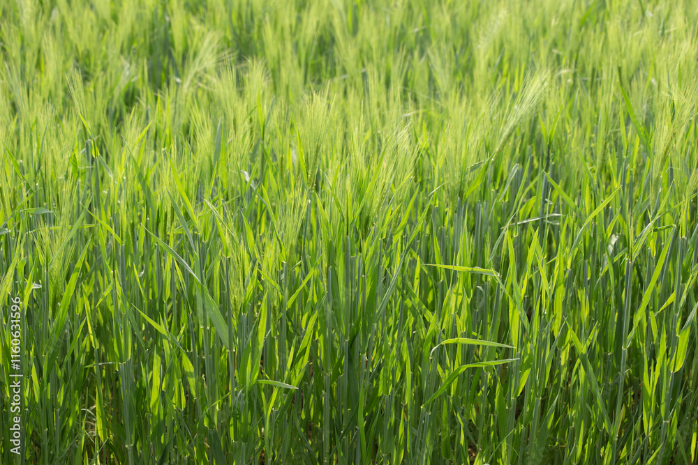 Green spring background from barley field. High quality photo Green spring background from barley field. High quality photo