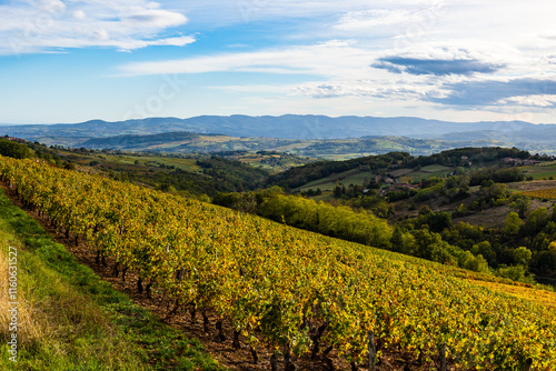 Panorama of the Beaujolais vineyards from the surroundings of Oingt, near Lyon