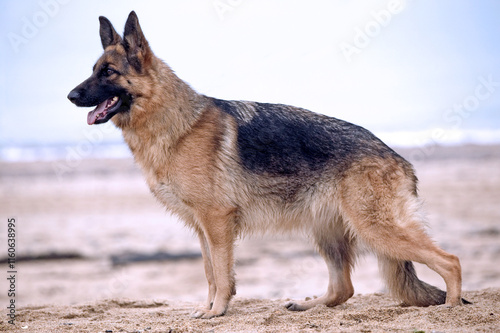 berger allemand