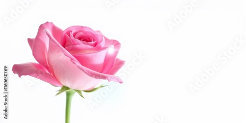 Single Pink Rose On White Background