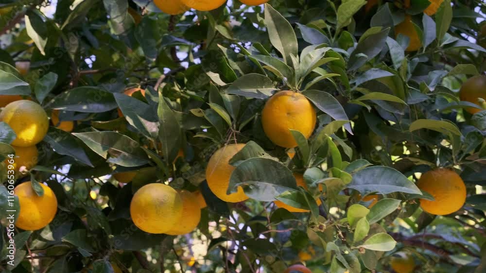 ripe oranges on the branches of trees ripe oranges on the branches of trees