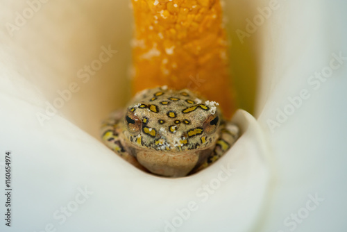 Close-up of a beautiful spotted painted reed frog (Hyperolius marmoratus verrucosus) hiding in an Arum lily photo