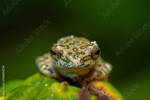 A spotted painted reed frog (Hyperolius marmoratus verrucosus) on an Arum lily, at the edge of a pond photo