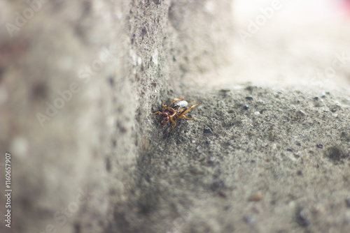 A detailed macro shot of a small cricket crawling on rough gray concrete with a blurred background