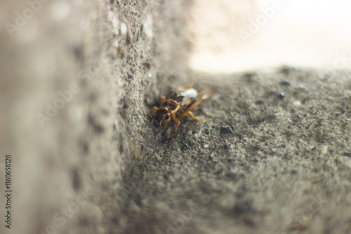 A detailed macro shot of a small cricket crawling on rough gray concrete with a blurred background
