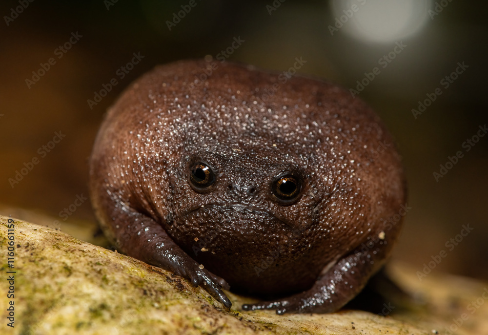 Ταπετσαρία Close-up of a cute plain rain frog (Breviceps fuscus), also known as a black rai