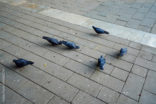 Obraz na płótnie Pigeons in the Temple of Heaven Park in Beijing w salonie