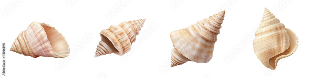Fototapeta premium A collection of spiral seashells showcasing natural patterns and hues, highlighting their unique shapes and textures.