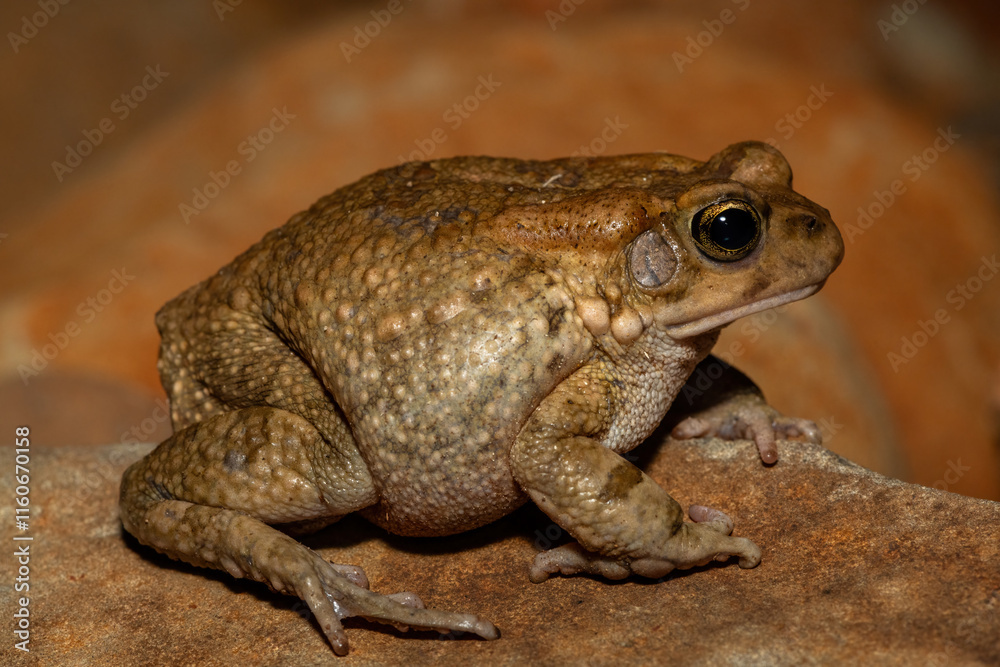 Raucous toad (Sclerophrys capensis), also known as a Ranger’s toad, on a rock on a warm summer’s evening in the wild Raucous toad (Sclerophrys capensis), also known as a Ranger’s toad, on a rock on a warm summer’s evening in the wild