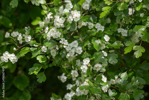 Green-white spring background of blooming hawthorn. High quality photo