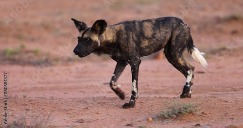 A wild dog runs in the savannah