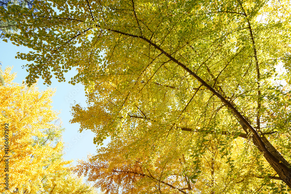 Golden ginkgo leaves in the park