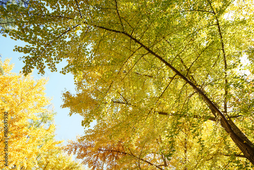 Obraz na płótnie Golden ginkgo leaves in the park w salonie