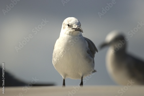 seagull on the beach photo