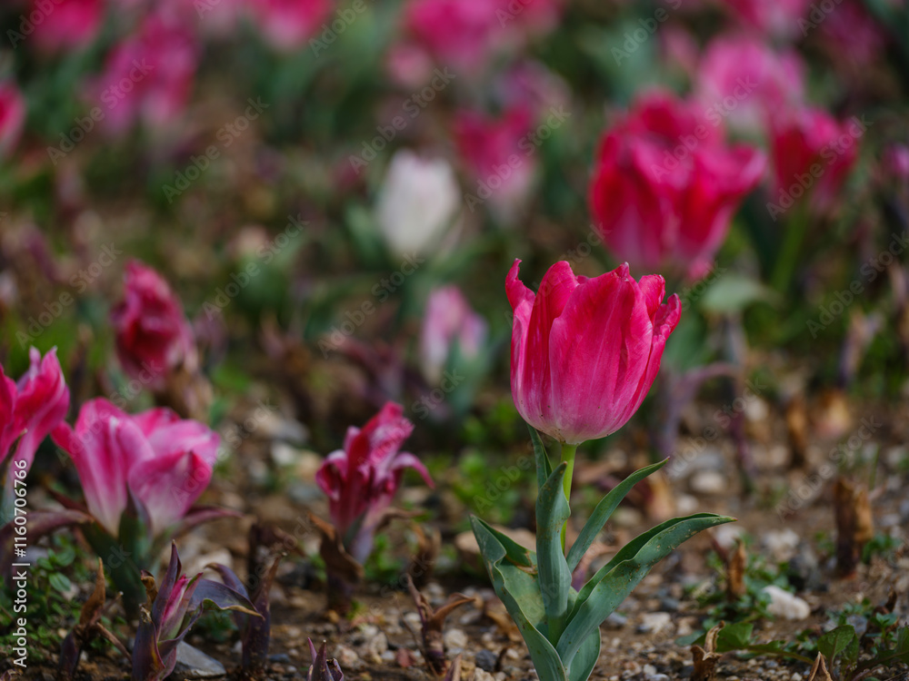 Obraz premium beautiful flowers in the garden