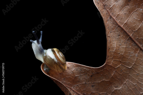 Little snail on dry leaves with isolated  black background, Beautiful little sanil on dry leaves, Little snail walking on a circle of dry leaves photo