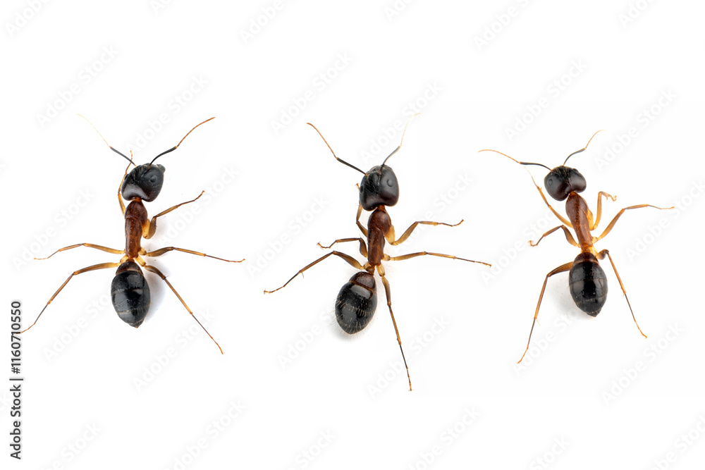 Banded Sugar Ant (Camponotus consobrinus) closeup isolated on white background Banded Sugar Ant (Camponotus consobrinus) closeup isolated on white background