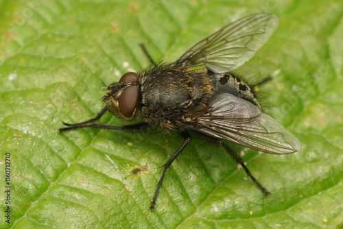 Closeup on a hairy Pollenia fly species on a green leaf in the garden photo