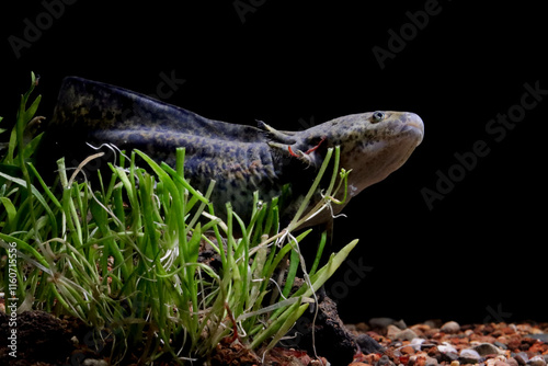 Black Axolotl salamander in underwater closeup, Axolotl salamander on isoated background photo