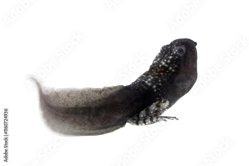 Tadpole of Theloderma corticale (Vietnamese mossy frog) with two leqs isolated on white background, The back of a mossy frog tadpole with a white background photo