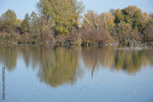 A serene autumn scene in the protected landscape and ornithological reserve Savica in Zagreb, with trees in autumn colors reflecting in the calm water under a clear blue sky