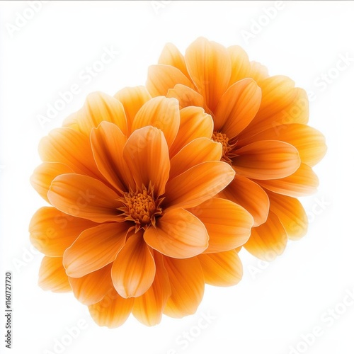 Two vibrant orange flowers with layered petals, arranged beautifully against a soft white background.