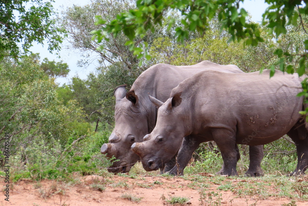 Obraz premium Rhinos walking together