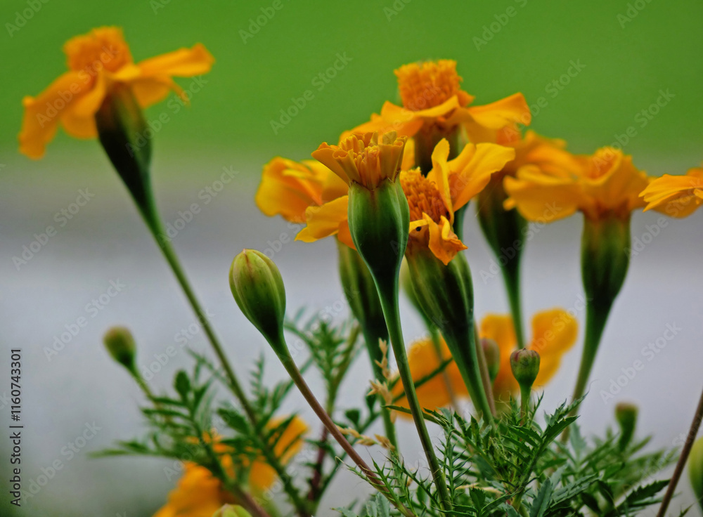 Orange signet marigold (Tagetes tenuifolia) flowers with bokeh
