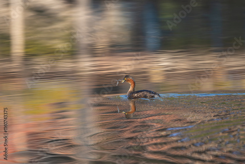 Little Grebe (Tachybaptus ruficollis) With a catch. The Little Grebe is a small, diving bird with dark plumage, chestnut throat, and nests in freshwater habitats worldwide. photo