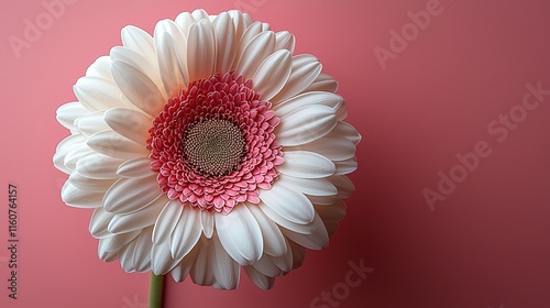  Vibrant White Gerbera Daisy Floating Over Pink Background - Top View Flat Lay Floral Beauty