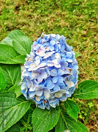 Cirebon, Indonesia - Dec 27, 2024: Group on flower head of blue hydrangea grown on top of green leaves used as garden decoration photo