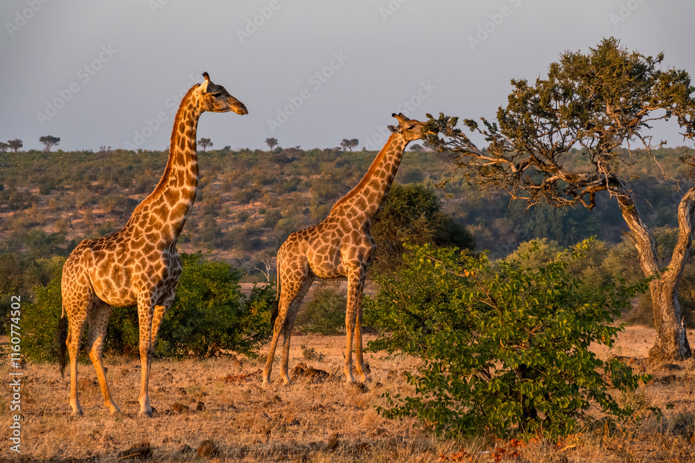 Obraz premium South African giraffe or Cape giraffe (Giraffa giraffa) or (Giraffa camelopardalis giraffa). Mashatu Game Reserve. Northern Tuli Game Reserve. Botswana.