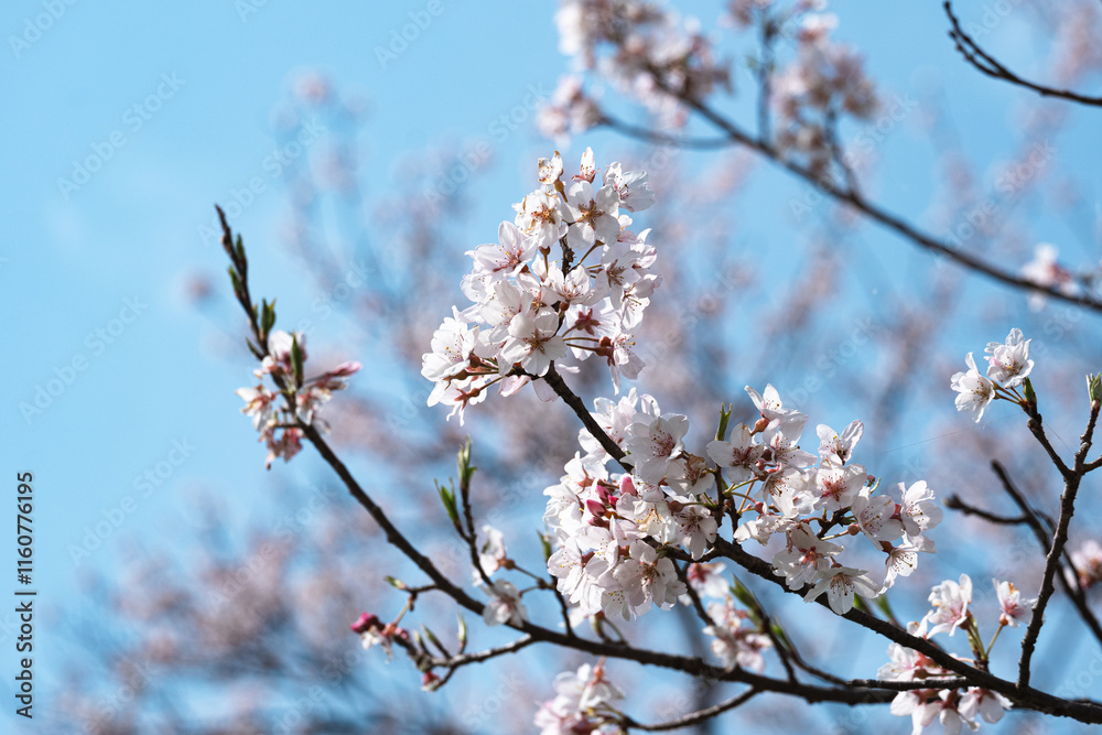 春の陽光に照らされた桜の枝と青空 春の陽光に照らされた桜の枝と青空
