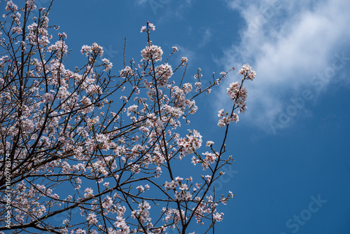 青空と白い雲を背景に咲く満開の桜の枝