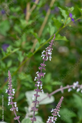 Silver spurflowers (coleus argentatus) in bloom photo